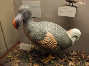 dodo bird at the Field Museum