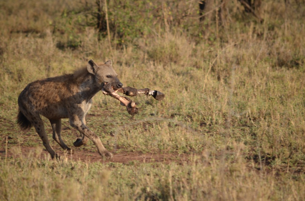 hyena-skvrnita